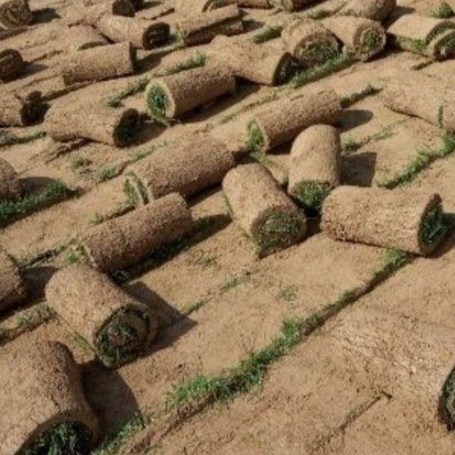 Газон полив gazon уруг сепамиз