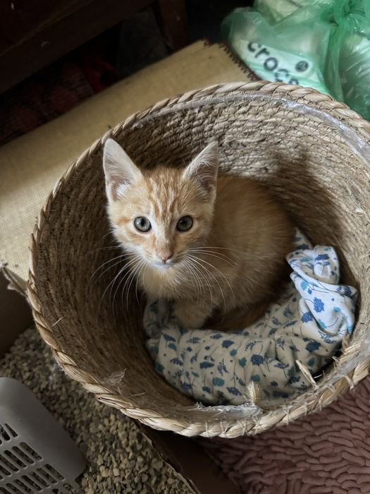 маленький котёнок рыжий