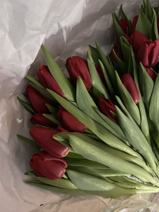 Луковицы голландских тюльпан