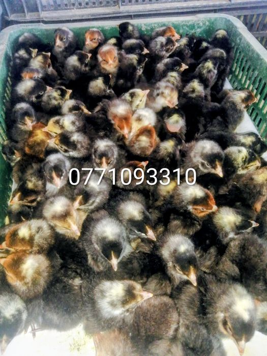 Vând pui de găină o zi