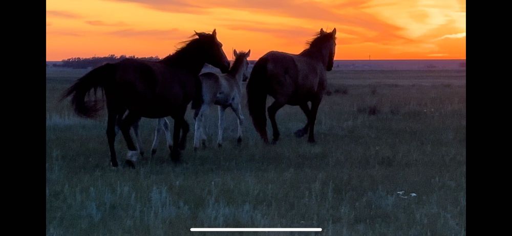 Продам лошадей  село Ыбрай Алтынсарина г Астана