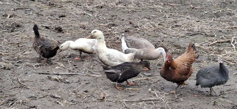 Vând rate românești