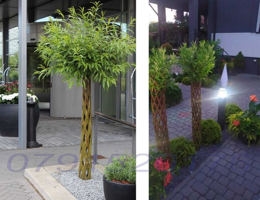 Salcie Salix americana tulpina impletita la ghiveci Posibilitate cumparare angro! Documente fiscale + Garantie + Inaltimi intre 140 - 300cm...