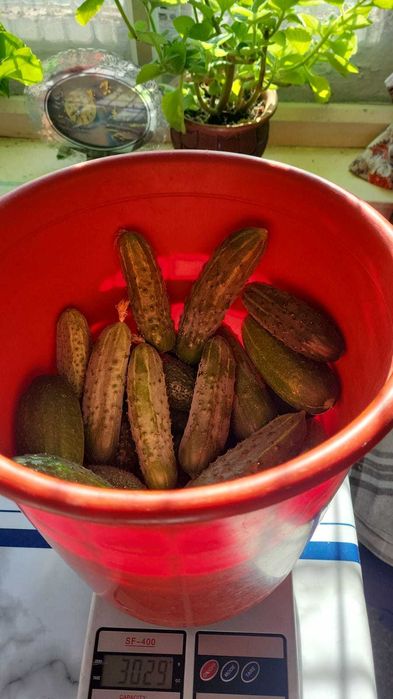 Продаю дачные огурцы.Засолочный сорт.