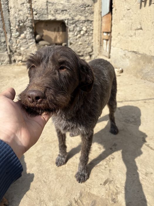 Дратхар девушка рабочий