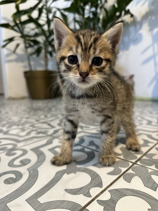 Отдам котят. Мальчики.