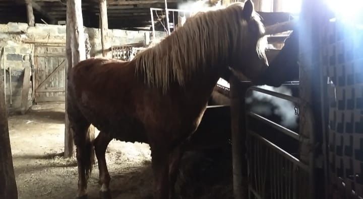 Откормленный донен жирный