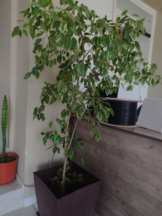 Фикусы большие ..
