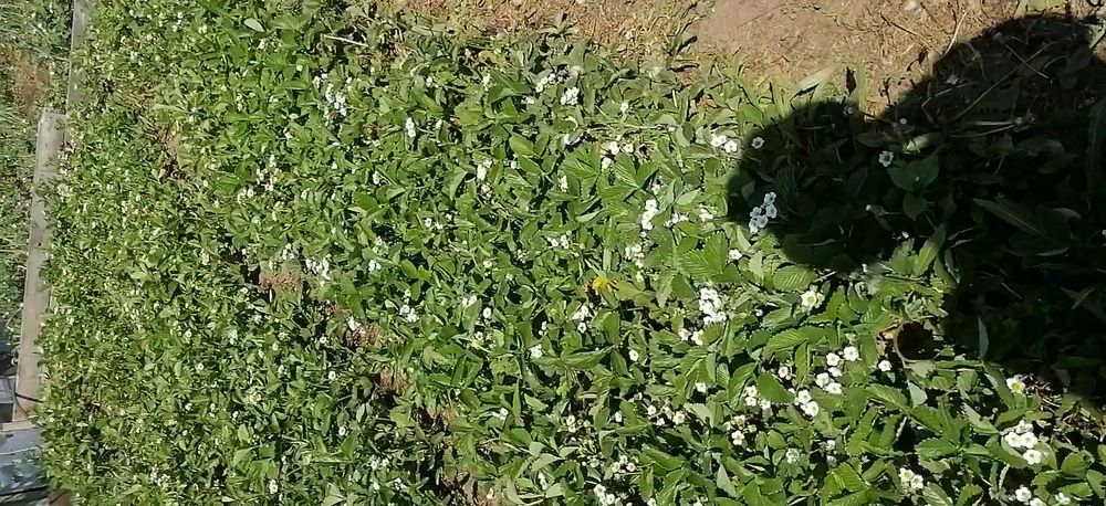 Дача СПП продаю .