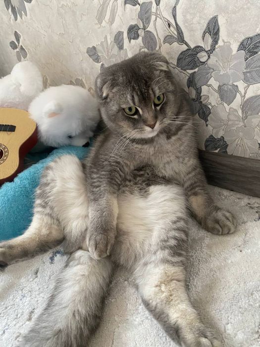 Ищем жену для нашего кота