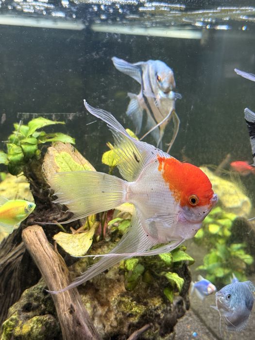 Vand 3 angelfish scalari acvariu