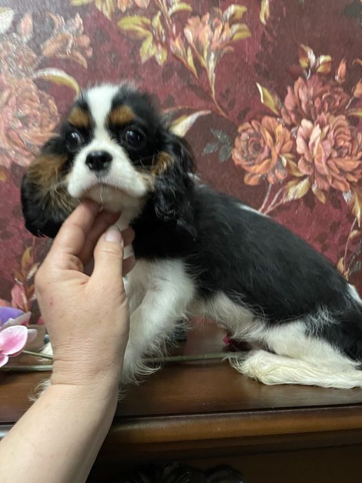 Кавалер кинг чарльз спаниель