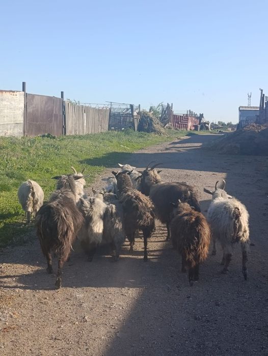 Продаю коз всех продаю