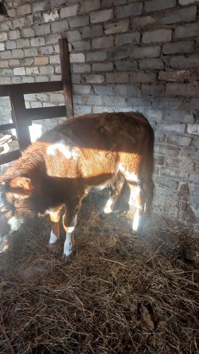 Продам телочку на мясо