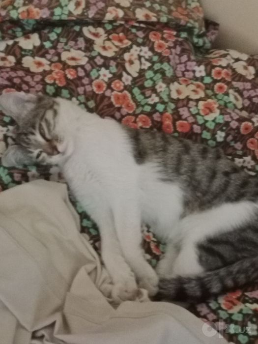 Маленький котята одам бесплатно в хорошие руки