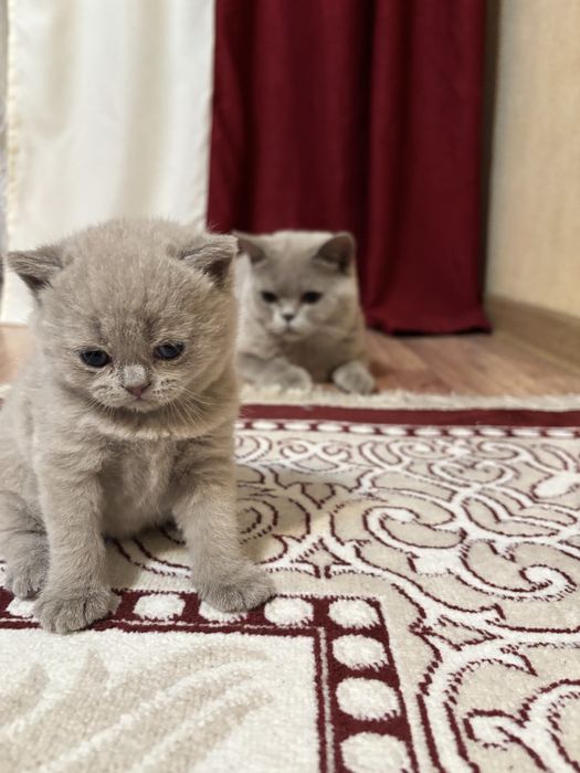 Продам британца два месяца