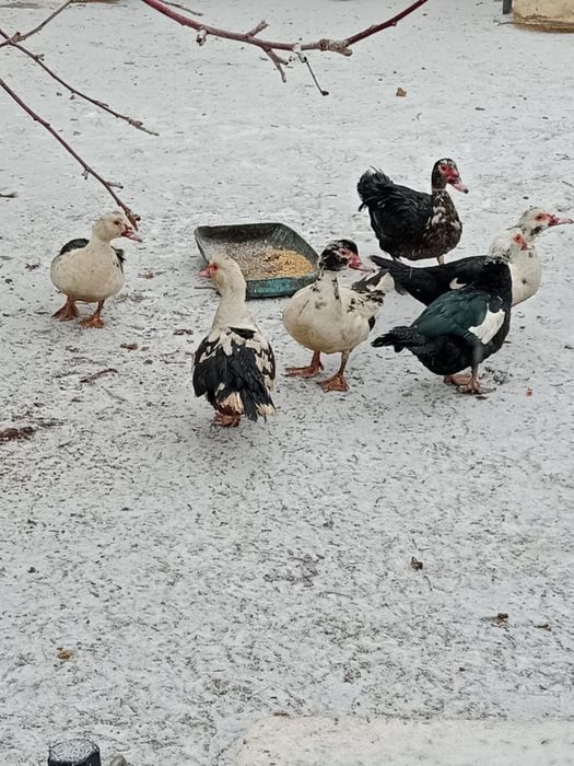 Продам индоутки