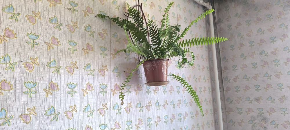 Папоротник домашние цветы