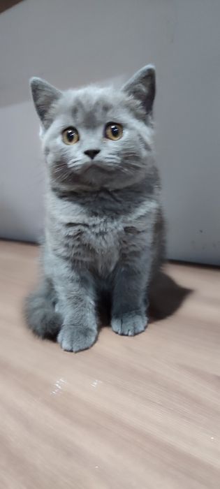 Продам шотландскую девочку.