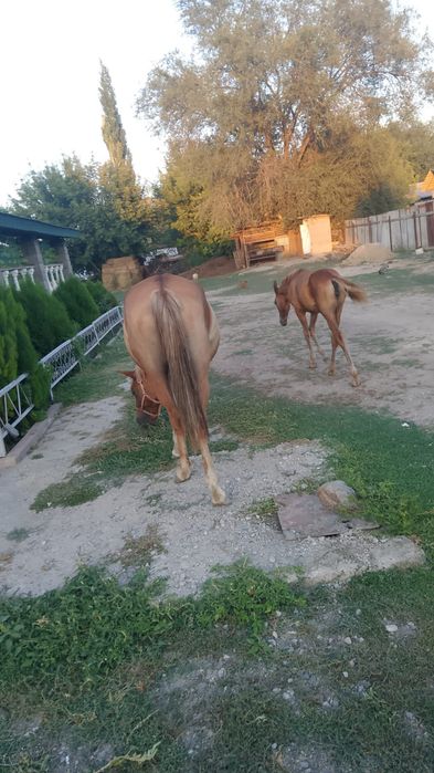 Продам Кобылу с жеребёнком.