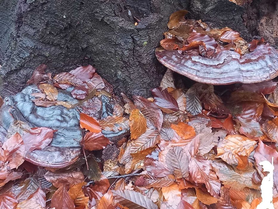 Ganoderma aplanatum ciuperca terapeutica