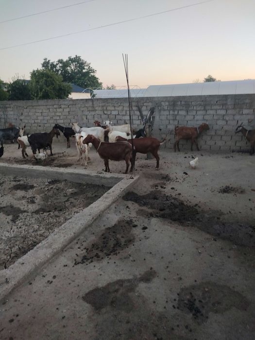 Capre și oi de vanzare