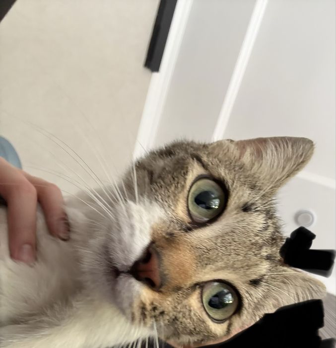 Кошечка ищет семью