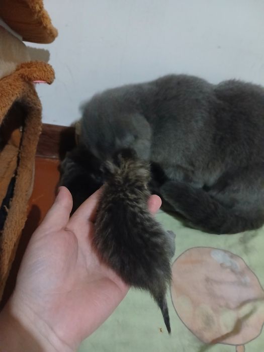 Mushuchalar sotiladi.