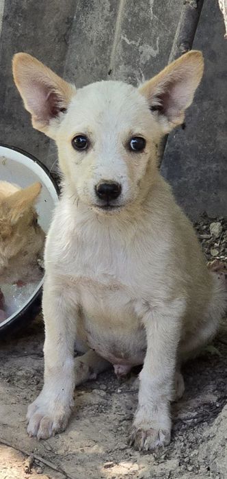 Щенки ищут дом и любящих хозяев