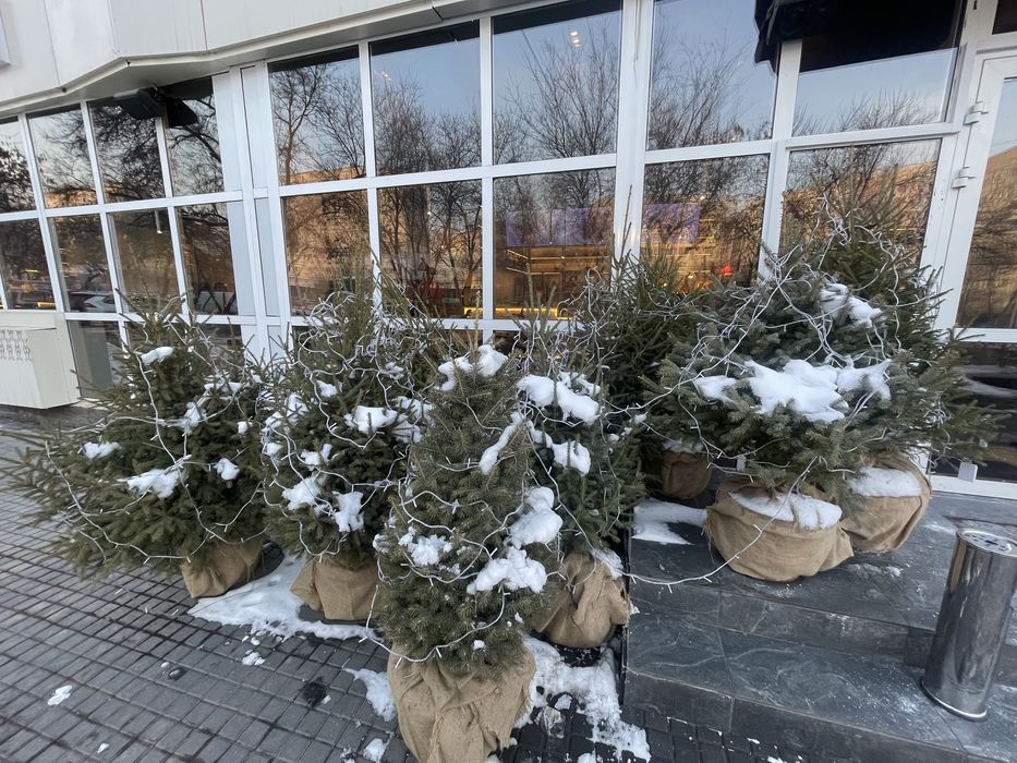 Ёлка живая в горшке