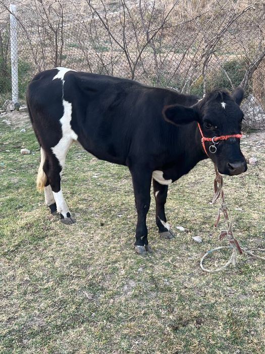 Ұрғашы сиыр 1,5 жасар