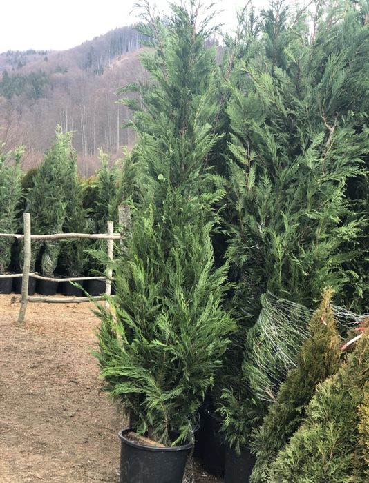 Chiparos Leylandii GIGANT!!