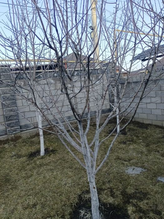 Продам Дерева плодовый