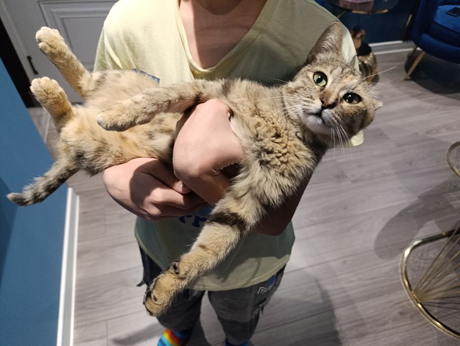 Ищем добрые руки для кошечки