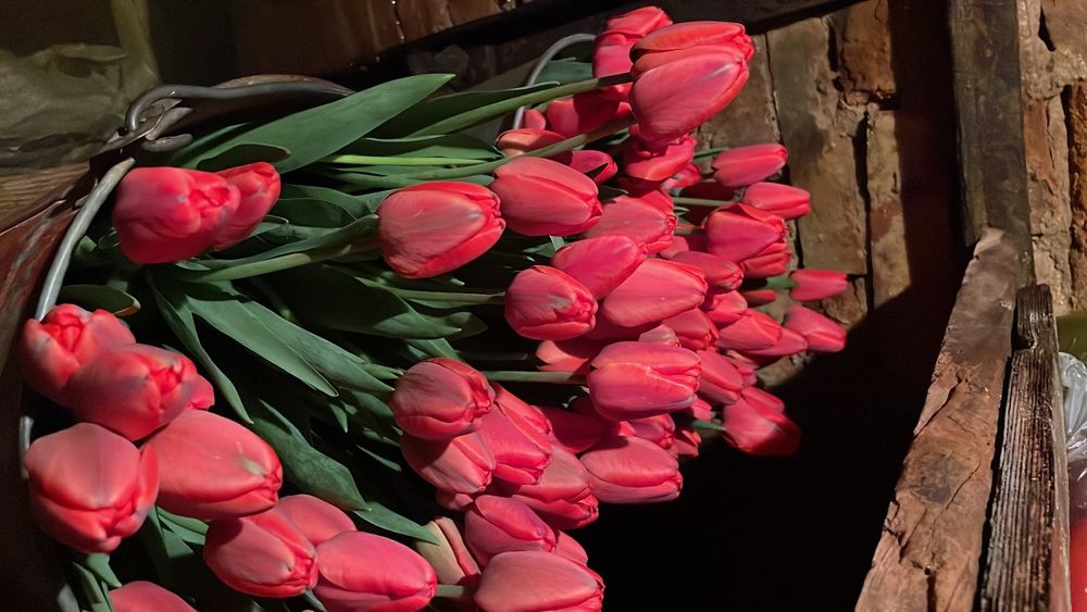 Тюльпаны свежие с огорода