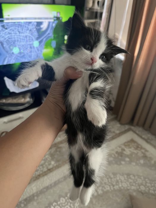 котята приученные к лотку