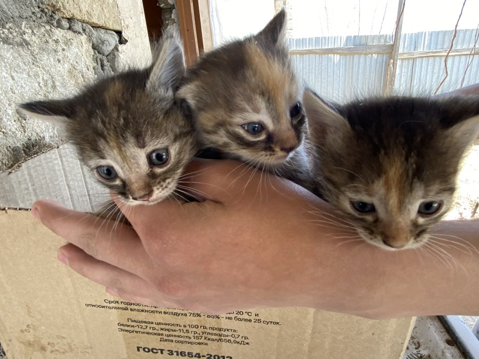 Котята в добрые руки