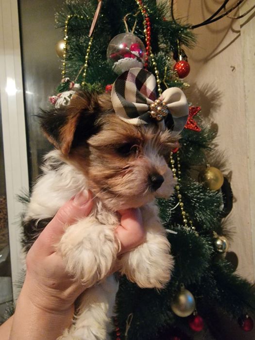 Мъжко Йорки бивър  супер подарък