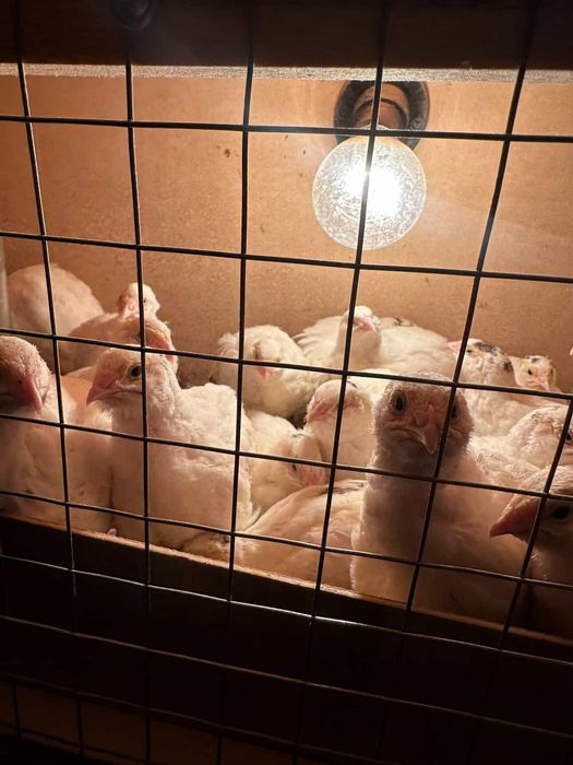 Beliy gegant bedana jojalari sotiladi