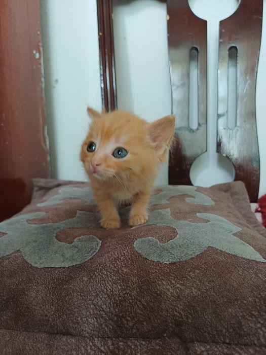 Отдам котят девочка и мальчик