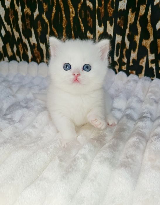 Продается шикарный белый котенок девочка