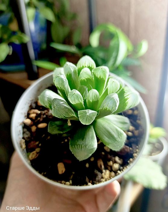 Комнатные растения