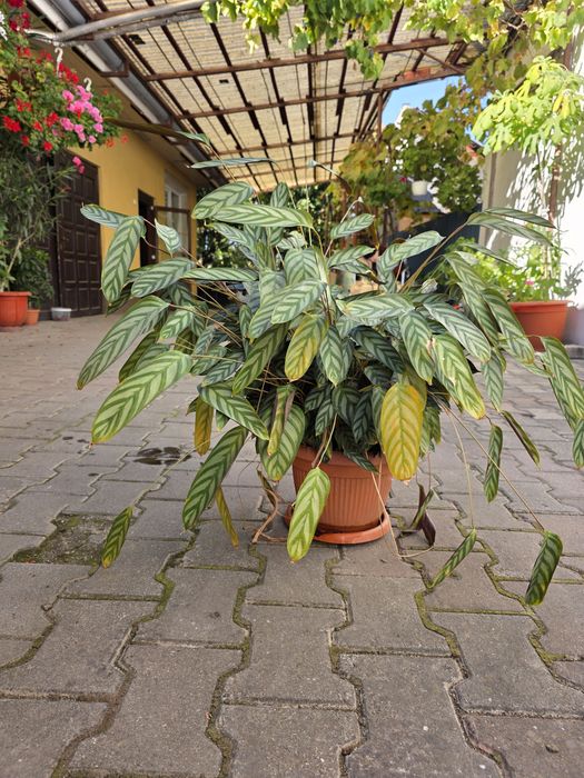 Plante de apartament și terasă: Hibiscus, Cafea, Schefflera, Ctenanthe, Yucca