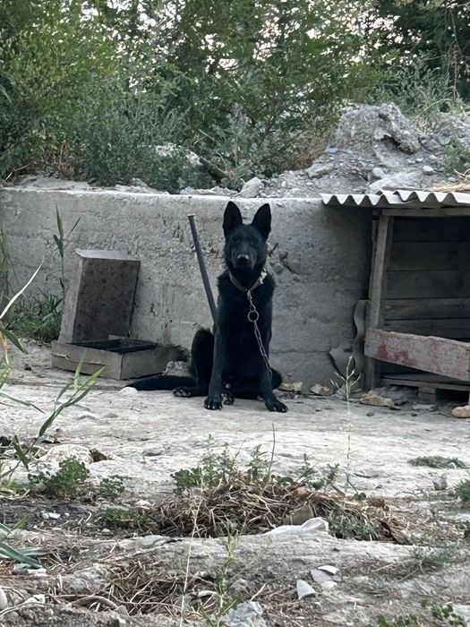 Немецкая овчарка