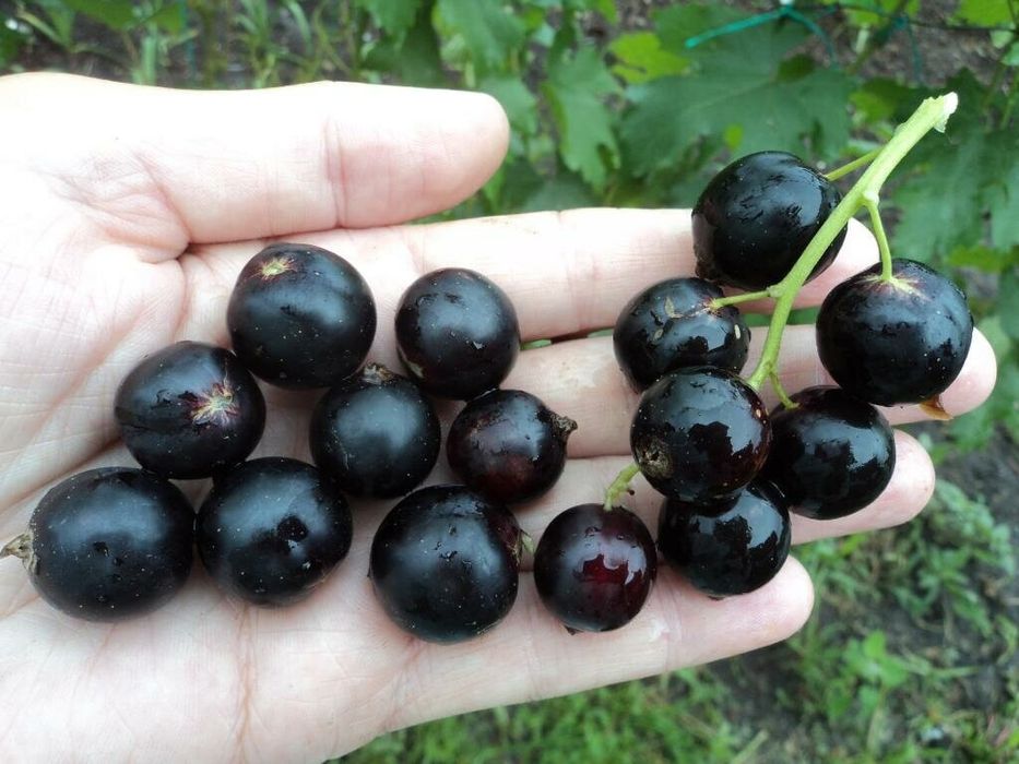 Смородина, черешня, малина саженцы