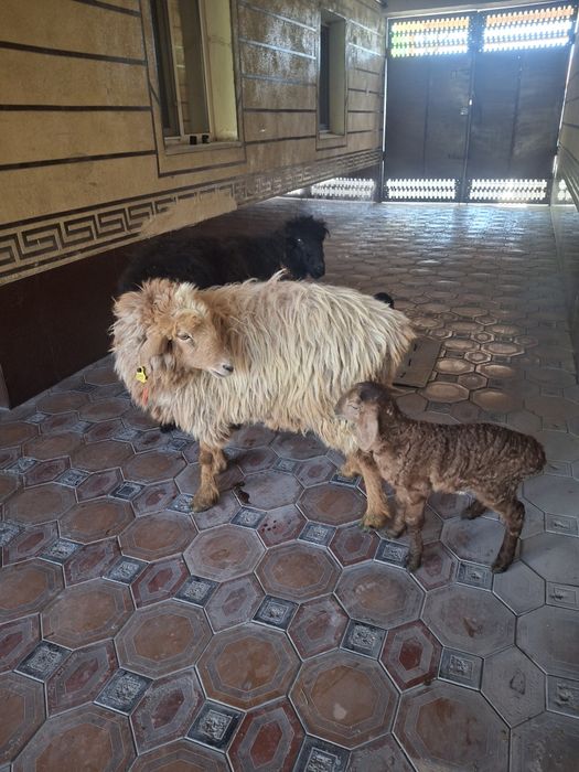 Қой қозысымен тусак