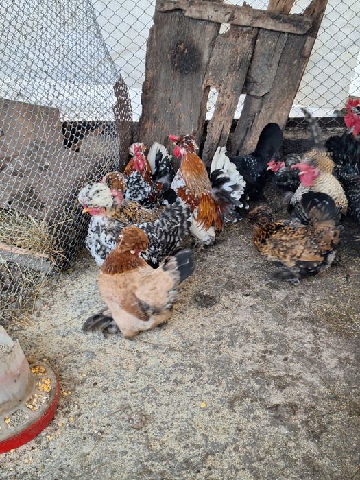 Продавам оплодени яйца от джинките на снимкитее