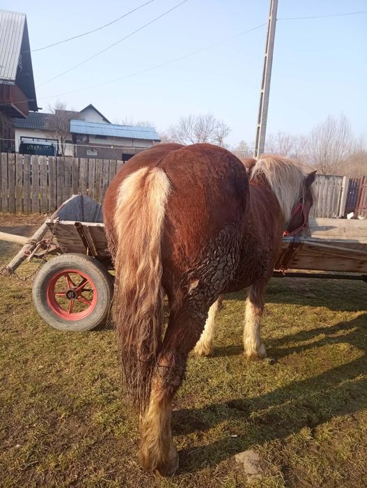 Iapa si manza de vanzare