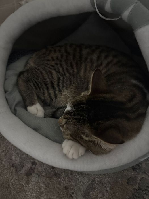 Отдам кота в хорошие руки