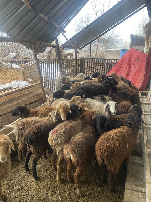 Семіз жемде тұрған тоқтылар